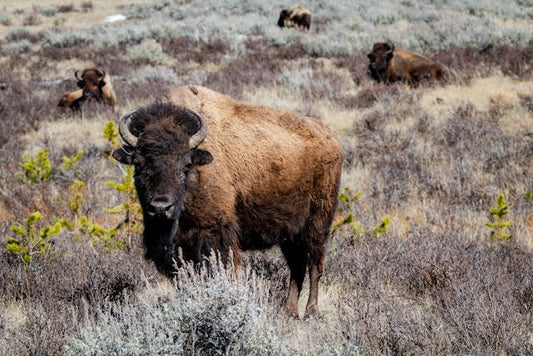 How to Visit Yellowstone National Park in the Winter