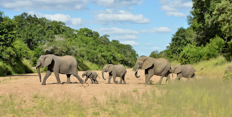 Day 8: Final Safari + Farewell Dinner