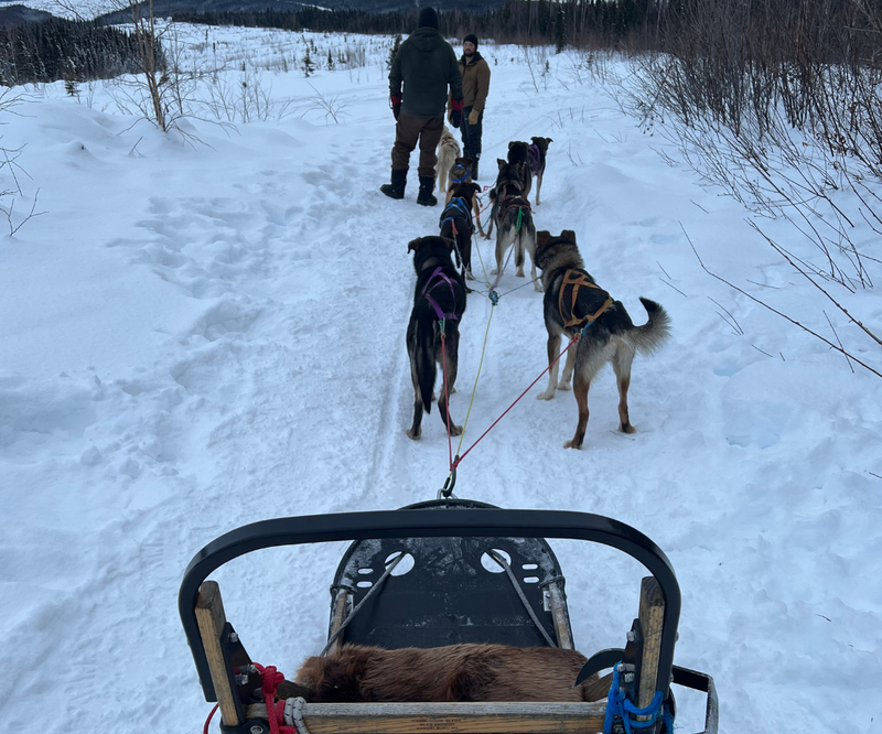 Day 3: Dogsledding + Fun