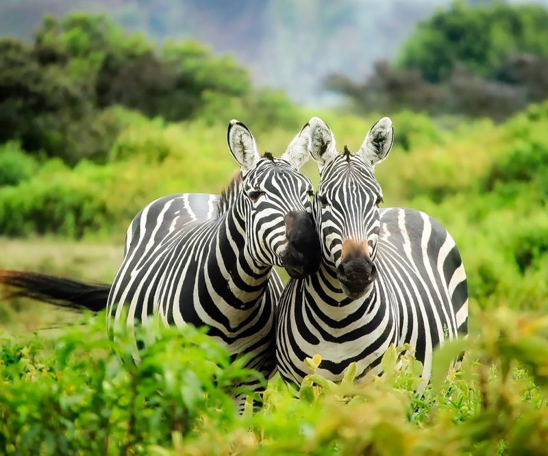 Day 1: Arrive to Nairobi