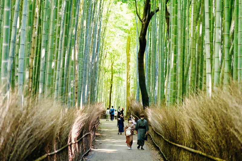 Day 6: Arashiyama + Tea Ceremony