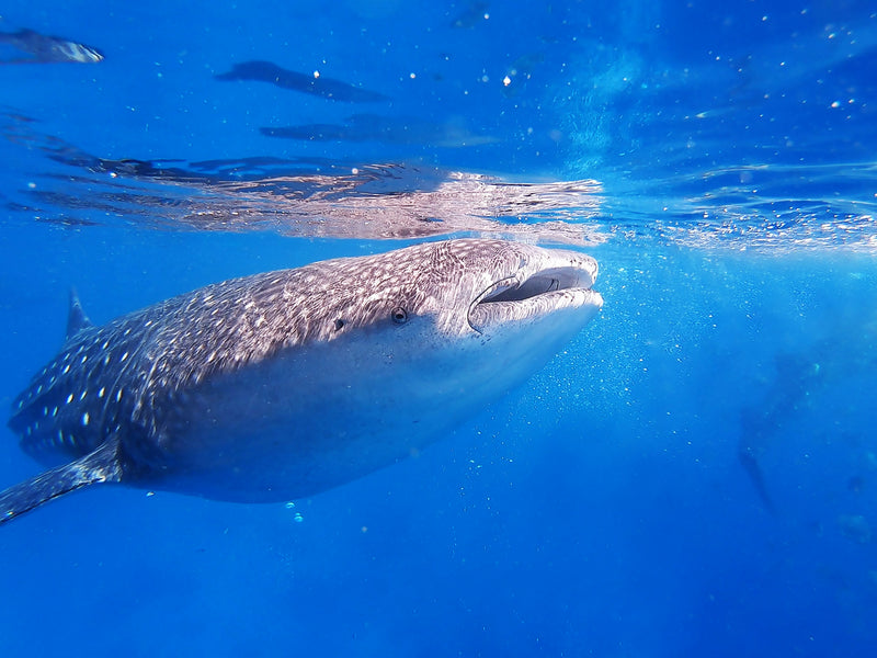 Day 2: Whale Sharks + Culinary Adventure