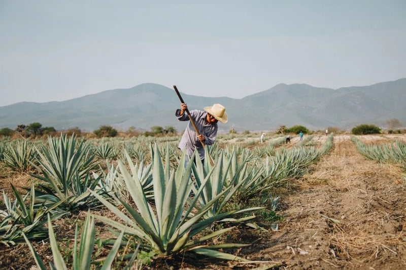 Day 3: Hierve el Agua + Sunset Mezcal Dinner