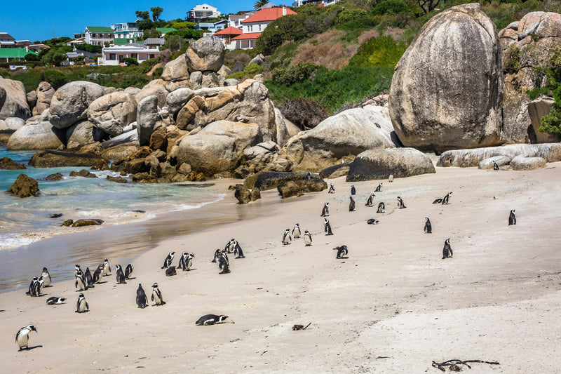 Day 3: Cape Peninsula Tour